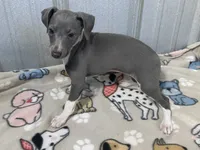 Snapdragon, a female Italian Greyhound for sale in Willow Springs, MO – 4 of 4