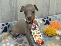 Lynx, a male Italian Greyhound for sale in Willow Springs, MO – 2 of 8