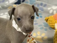 Lynx, a male Italian Greyhound for sale in Willow Springs, MO – 4 of 8