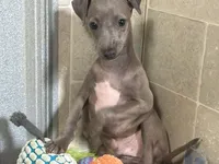 Lynx, a male Italian Greyhound for sale in Willow Springs, MO – 8 of 10