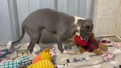 Strawberry, a female Italian Greyhound for sale in Willow Springs, MO – 7 of 7