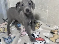 Flower, a female Italian Greyhound for sale in Willow Springs, MO – 3 of 4