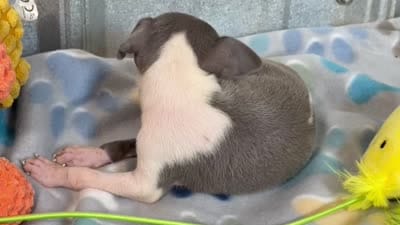 Tiny Tot, a female Italian Greyhound for sale in Willow Springs, MO – 7 of 7