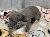 Sylvia, a female Italian Greyhound for sale in Willow Springs, MO – Photo 3 of 5