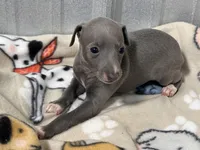 Sylvia, a female Italian Greyhound for sale in Willow Springs, MO – Photo 2 of 5