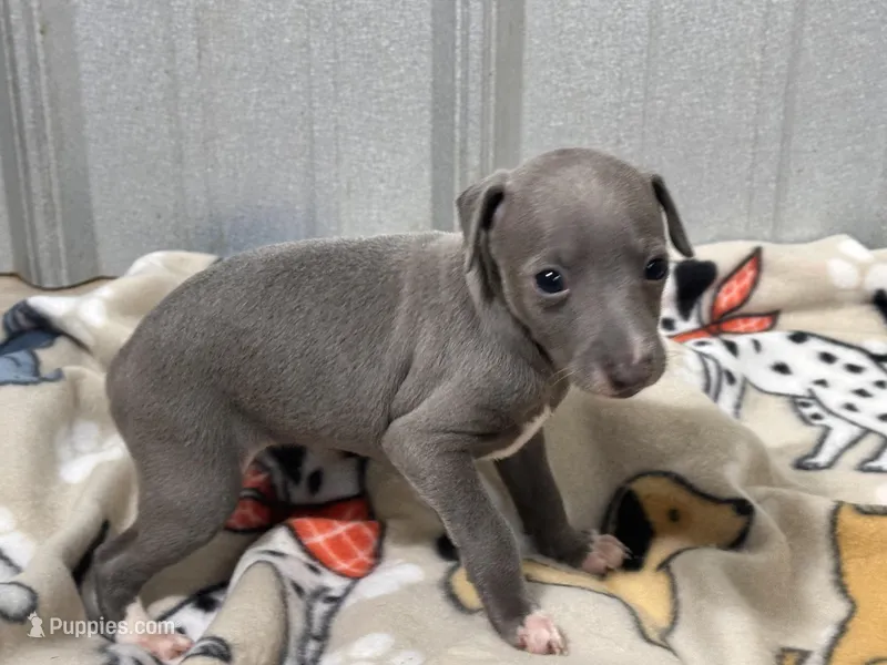 Sylvia – Italian Greyhound puppy for sale in Willow Springs, MO
