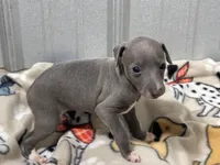 Sylvia, a female Italian Greyhound for sale in Willow Springs, MO – Photo 1 of 5