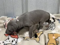Sylvia, a female Italian Greyhound for sale in Willow Springs, MO – Photo 5 of 5