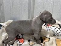 Sylvia, a female Italian Greyhound for sale in Willow Springs, MO – Photo 4 of 5