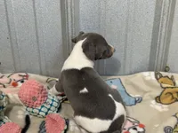 Cam, a female Italian Greyhound for sale in Willow Springs, MO – 5 of 7