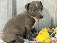 Bingo, a male Italian Greyhound for sale in Willow Springs, MO – 7 of 8