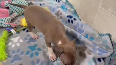 Mr. Orange, a male Italian Greyhound for sale in Willow Springs, MO – 8 of 8