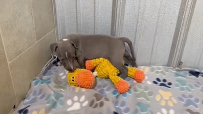 Bingo, a male Italian Greyhound for sale in Willow Springs, MO – 8 of 8
