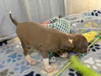 Mr. Orange, a male Italian Greyhound for sale in Willow Springs, MO – 2 of 8