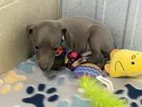 Bear, a male Italian Greyhound for sale in Willow Springs, MO – 5 of 8