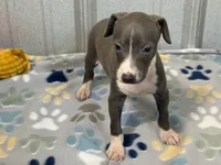 Donk, a male Italian Greyhound for sale in Willow Springs, MO – 2 of 7
