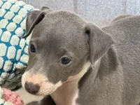Carmen, a female Italian Greyhound for sale in Willow Springs, MO – 7 of 8