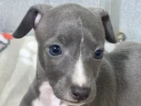 Bondo, a male Italian Greyhound for sale in Willow Springs, MO – 2 of 4