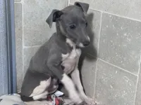 Donut, a male Italian Greyhound for sale in Willow Springs, MO – 7 of 8