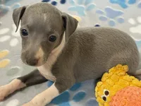 Swan, a female Italian Greyhound for sale in Willow Springs, MO – 6 of 7
