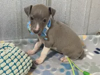 Dovie, a female Italian Greyhound for sale in Willow Springs, MO – 3 of 7