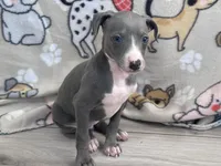 Tami, a female Italian Greyhound for sale in Willow Springs, MO – Photo 3 of 4