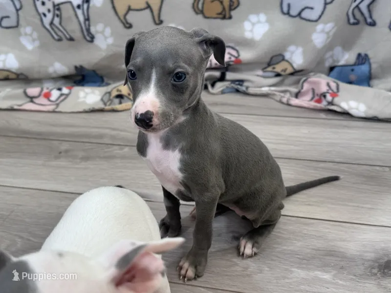 Tami, a female Italian Greyhound for sale in Willow Springs, MO – Photo 1 of 4