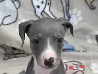 Tami, a female Italian Greyhound for sale in Willow Springs, MO – Photo 2 of 4