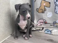 Tami, a female Italian Greyhound for sale in Willow Springs, MO – Photo 4 of 4