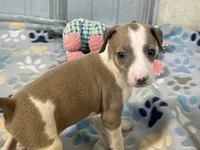 Miss Peach, a female Italian Greyhound for sale in Willow Springs, MO – 4 of 8
