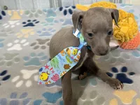 Shark, a male Italian Greyhound for sale in Willow Springs, MO – 6 of 7