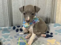 Dovie, a female Italian Greyhound for sale in Willow Springs, MO – 2 of 7
