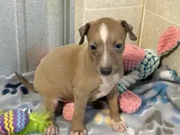 Mr. Apple, a male Italian Greyhound for sale in Willow Springs, MO – 3 of 8