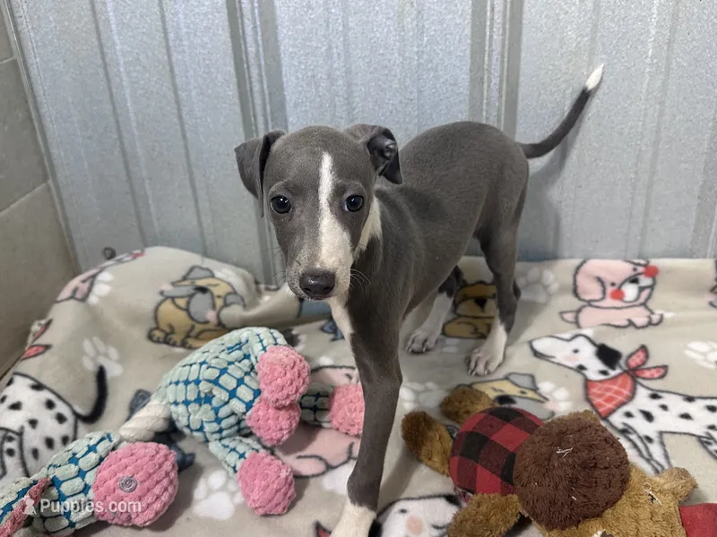 Strawberry – Italian Greyhound puppy for sale in Willow Springs, MO