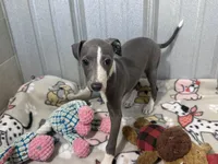 Strawberry, a female Italian Greyhound for sale in Willow Springs, MO – 1 of 7