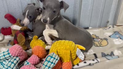 Donut, a male Italian Greyhound for sale in Willow Springs, MO – 8 of 8