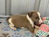 Miss Peach, a female Italian Greyhound for sale in Willow Springs, MO – 6 of 8