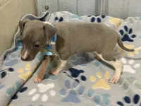 Dovie, a female Italian Greyhound for sale in Willow Springs, MO – 5 of 7