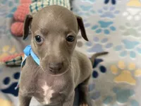 Shark, a male Italian Greyhound for sale in Willow Springs, MO – 3 of 7