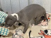 Carmen, a female Italian Greyhound for sale in Willow Springs, MO – 4 of 8