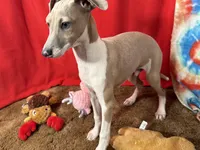 Emery, a male Italian Greyhound for sale in Willow Springs, MO – Photo 3 of 4
