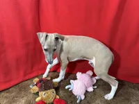 Emery, a male Italian Greyhound for sale in Willow Springs, MO – Photo 4 of 4