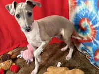 Emery, a male Italian Greyhound for sale in Willow Springs, MO – Photo 1 of 4