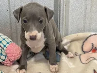 Carmen, a female Italian Greyhound for sale in Willow Springs, MO – 6 of 8