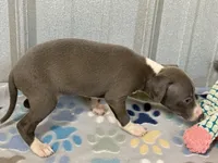 Donk, a male Italian Greyhound for sale in Willow Springs, MO – 5 of 7