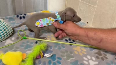 Shark, a male Italian Greyhound for sale in Willow Springs, MO – 7 of 7