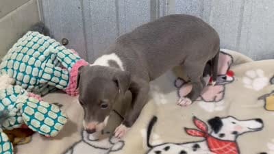 Carmen, a female Italian Greyhound for sale in Willow Springs, MO – 8 of 8