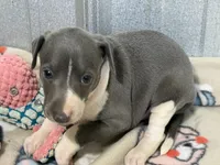 Chase, a male Italian Greyhound for sale in Willow Springs, MO – 2 of 7