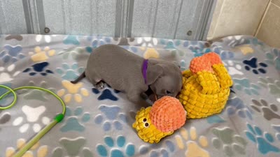 Bear, a male Italian Greyhound for sale in Willow Springs, MO – 8 of 8