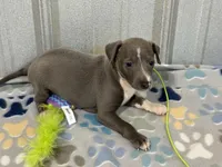 Bingo, a male Italian Greyhound for sale in Willow Springs, MO – 6 of 8